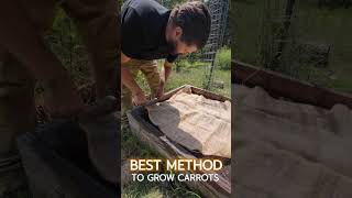 Best Method to Start Carrots from Seed vegetablegardening gardentips fallgarden [upl. by Gnov]