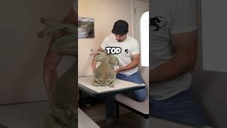 It’s really cool to have a frog like that animals love shortvideo cute funny frog shorts [upl. by Ortrude]