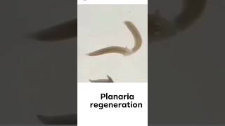 planaria Regeneration Practical🔥😱 shorts planaria régénération shirazivillagevlog [upl. by Cohbath]