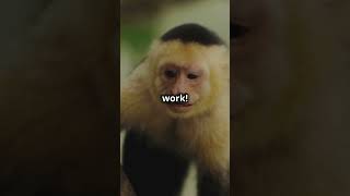 Capuchin Monkey Inventions [upl. by Nauqyt374]