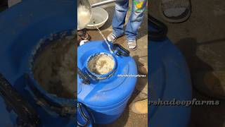 Unveiling the Secrets Papaya Milk Extraction Process Explained food viral shorts telugu india [upl. by Koralle989]