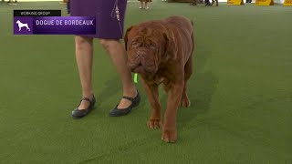 Dogues de Bordeaux  Breed Judging 2023 [upl. by Alliuqet]