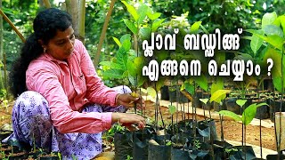 How To Bud Jackfruit I Jackfruit Budding Malayalam I പ്ലാവ് ബഡ്ഡിങ്ങ് ചെയ്യാം വളരെ ഈസി ആയി [upl. by Siwel]