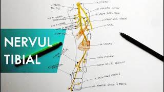 Nervul Tibial  Tutorial Anatomie [upl. by Ecreip]