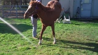 Horse Kicking and How to Solve the Issue Mike Hughes Auburn California [upl. by Ejrog]