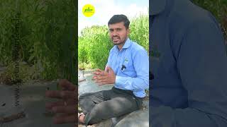 थ्रिप्स नियंत्रणासाठी सोप्या टिप्स । Thrips Management  Chilli Thrips Management  Chilli Pest [upl. by Nilyam]