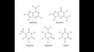 purinas y pirimidinas [upl. by Yeltsew]