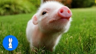 Cute Baby Micro Teacup Pig  BEST Compilation [upl. by Koressa525]