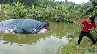 How to catch big fish in pond harvest more bananas to sell at the market my daily life [upl. by Gudrin]