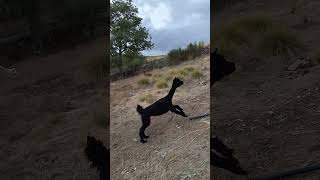 Alpacas de Gredos Jamaika and Blue shorts alpacas happiness [upl. by Glanti793]