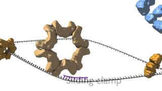 DNA Replication [upl. by Ennovehc]