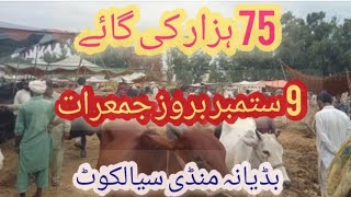 Badiana Mandi Sialkot New update 2021بہت سستی گائےgoatfarming [upl. by Wamsley]