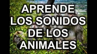 LOS SONIDOS DE LOS ANIMALES DISCRIMINACIÓN Y LECTURA DE COMO SE ESCRIBE EDUCACIÓN INFANTIL [upl. by Naarah819]