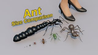 Ant Size Comparison [upl. by Anawd811]