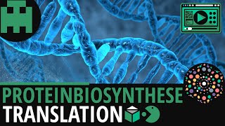 Proteinbiosynthese  Translation│Biologie Lernvideo Learning Level Up [upl. by Hsu971]