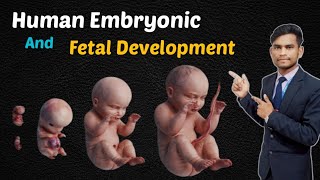 Human Embryonic And Fetal Development stage [upl. by Atteniuq636]