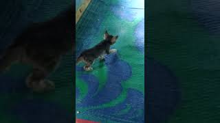 billi ki Pahli Kadam Chalte hue cute funny Billi Billi ke bacche Pyari cat billi ki awaaz [upl. by Trina]