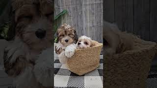 ✨Charming Cavachons 🐶 🐾 cavachon petlandracine puppiesforsale [upl. by Aninotna]