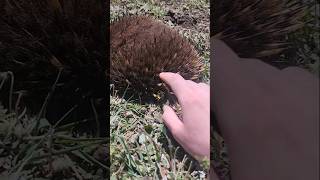 ECHIDNA SIGHTING wildlife [upl. by Adnoraj83]