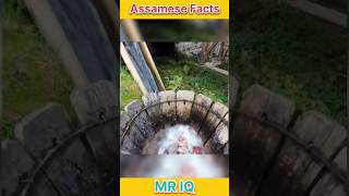 Assamese Facts । Mr IQ । shorts assamese assam assamesevideo [upl. by Wilder]