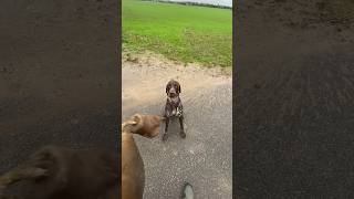 hundetraining training jagd hundeliebe vgp suchen arbeit revier hege wild dranbleiben [upl. by Aicilev]