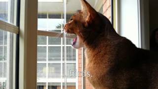 Abyssinian cat barking at birds [upl. by Evered]