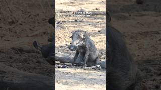 Warthog with an itchy bottom wildlife africansafari warthog [upl. by Deth]