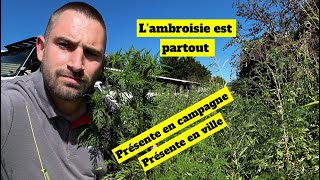 L’ambroisie ce fardeau… en campagne mais aussi en ville… [upl. by Jac]