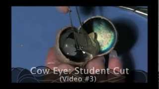 Cow Eye Dissection Student Cut 3 for Lesson Plan [upl. by Euk887]