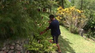 Location vacances en guadeloupe  Les Orchidées de SAinteAnne Sebastien fait la présentation [upl. by Vivle]