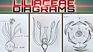 How to draw LILIACEAE Diagrams useful for practical exams [upl. by Jere]