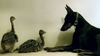 Sweetest Doberman meets two baby Ostriches [upl. by Thomasine356]