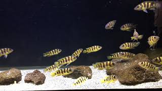 Wild Neolamprologus Sexfasciatus Gold [upl. by Keir]