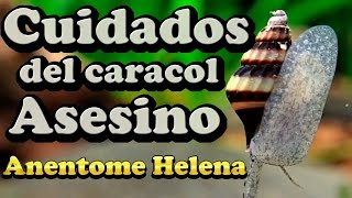 Ficha Anentome Helena alimentación parametros reproducción todo lo que debes saber [upl. by Eremaj838]