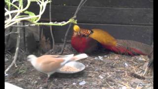 Golden pheasant male taking care of his newborn chicks [upl. by Romilda]