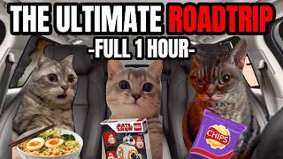 Cat Memes Roadtrip Compilation Full 1 Hour [upl. by Cave]