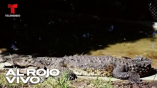 Cocodrilo de 10 pies vivía como la mascota de una familia en Colombia [upl. by Pascoe]