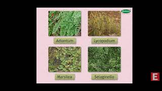 standard 9th classification of plants science [upl. by Ymeraj]