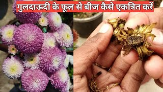 गुलदाऊदी के फूल से बीज कैसे एकत्रित करें  Guldaudi seeds collection  Chrysanthemum seeds [upl. by Notlef]