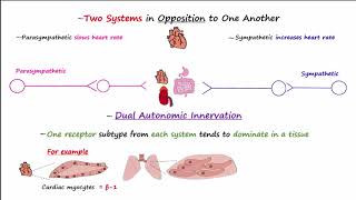 Autonomic Nervous System [upl. by Ibed]