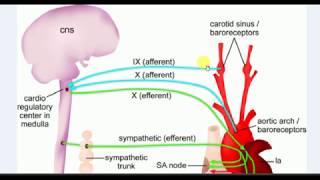 Physiology  1  BARORECEPTOR REFLEX [upl. by Zoarah]