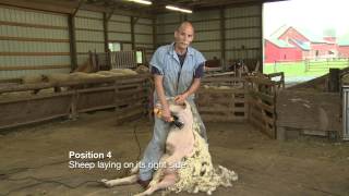 Sheep Shearing Penn State Extension [upl. by Atila500]