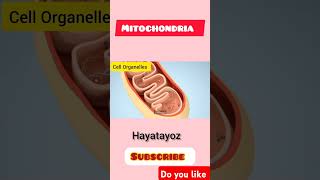 Mitochondria  Cell Organelles [upl. by Elram]