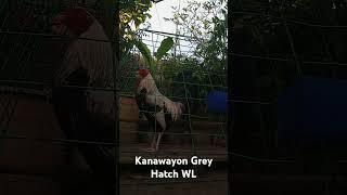 Kanawayon Grey Hatch WL reels shortvideo video [upl. by Eemak]