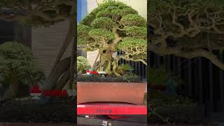 50 Done Bonsai Super Bersama Mr Romeo Antipuesto Jr bonsai bonsaitree minibonsai large small [upl. by Karee582]