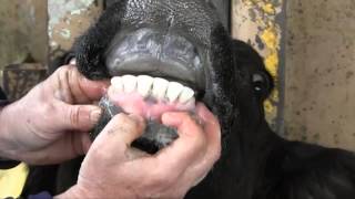 Estimating Cattle Age by Dentition [upl. by Airasor]