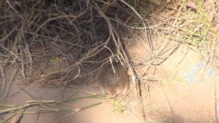 Roundtailed Ground Squirrels and Arizona Cotton Rat [upl. by Onig887]