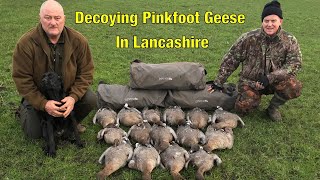 Goose Shooting  Decoying PinkFoot Geese In Lancashire [upl. by Salohci]