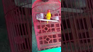 Labet Aduan Gacor Ngekek Panjang  Koekk Koekk Citt Citt Terr  Masteran Lovebird [upl. by Snow]