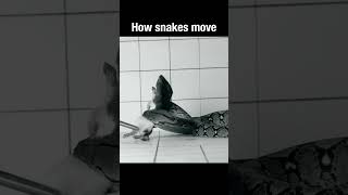 How snakes move short [upl. by Alfonso]